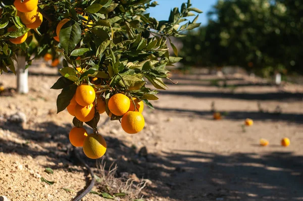 a few ripe oranges on a branch