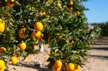 a few ripe oranges on a branch