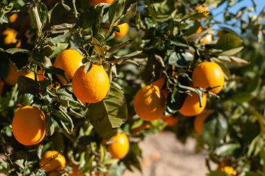 a few ripe oranges on a branch