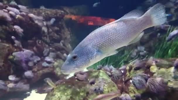 Long and beautiful fish in tropical aquarium — Stock Video