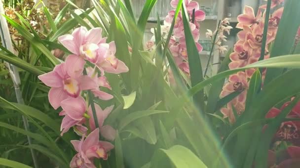 Blooming pink orchids and orange closeup — Stock Video