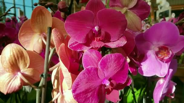 Blühende rosa Orchideen und orangefarbene Nahaufnahmen — Stockvideo