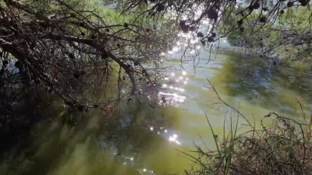 Сияние солнца в реке, деревья, склоняющиеся к воде — стоковое видео