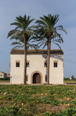 Bahçenin ortasında palmiye ağaçları olan beyaz bir ev.