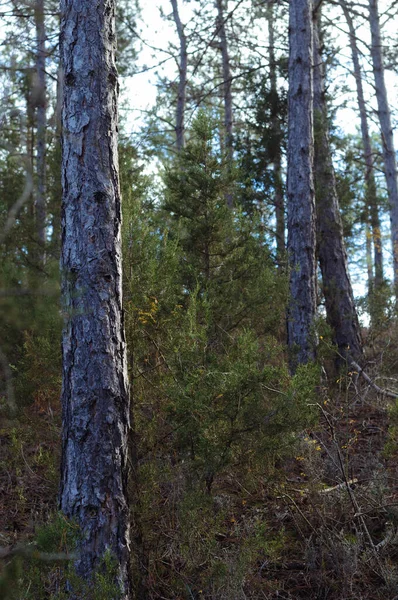 Kiefernwald im Abendlicht vertikal Foto — Stockfoto