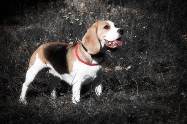 güzel köpek yavru beagle