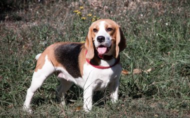 güzel köpek yavru beagle