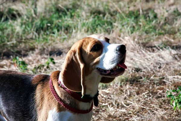 güzel köpek yavru beagle