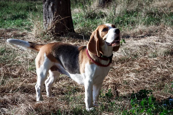 güzel köpek yavru beagle