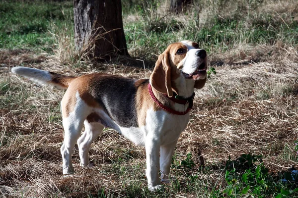 Gyönyörű kutya kölyök beagle — Stock Fotó