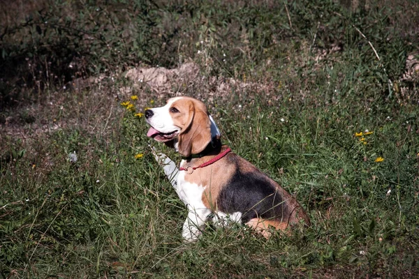 güzel köpek yavru beagle