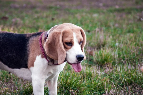 Beagle perro en el aire libre —  Fotos de Stock