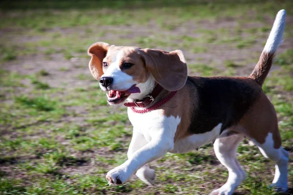Perro beagle corre en la naturaleza —  Fotos de Stock