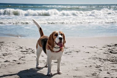 Köpek beagle deniz