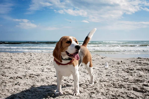 Laut anjing beagle — Stok Foto