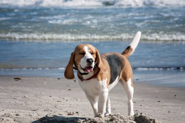 Köpek beagle deniz