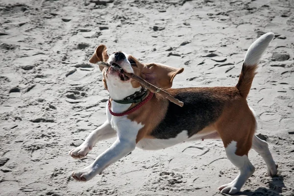 Laut anjing beagle — Stok Foto