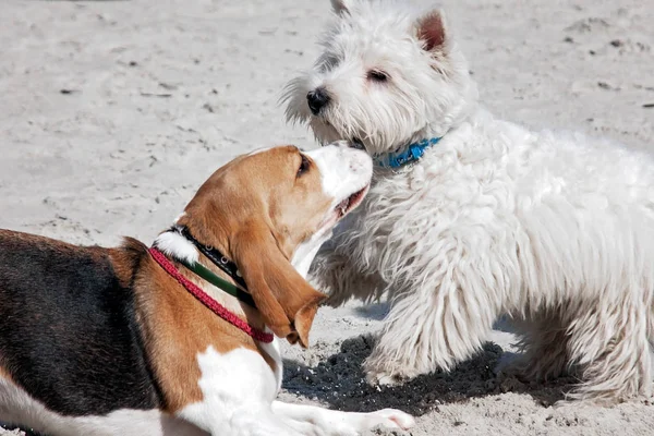 Perro beagle mar —  Fotos de Stock