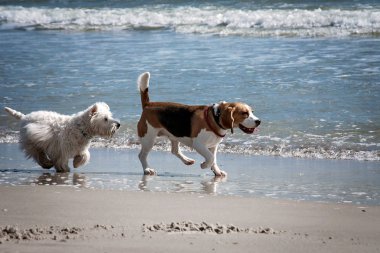Köpek beagle deniz
