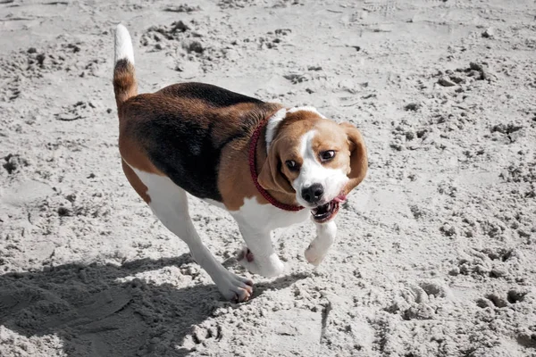 Laut anjing beagle — Stok Foto