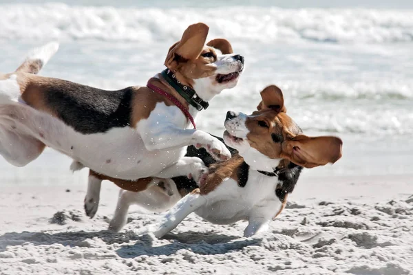 Dog beagle sea — Stock Photo, Image