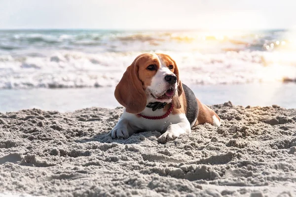 Beagle a nyaralás — Stock Fotó