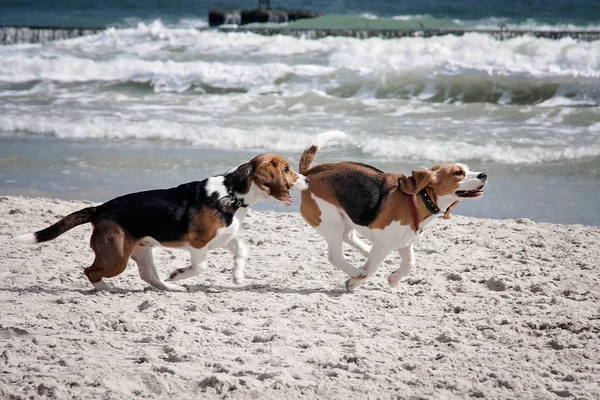 Perro beagle mar — Foto de Stock