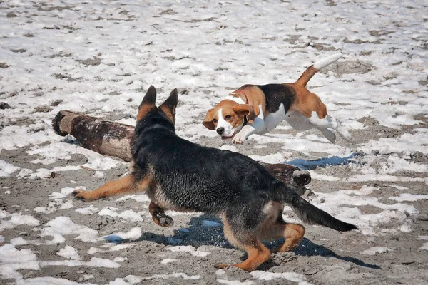 Perro beagle mar — Foto de Stock