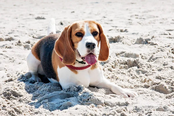 Perro beagle mar —  Fotos de Stock
