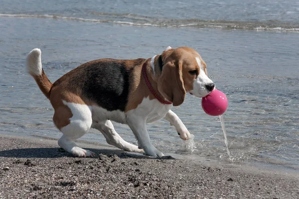 Laut anjing beagle — Stok Foto
