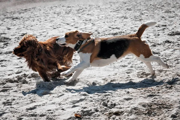 Laut anjing beagle — Stok Foto