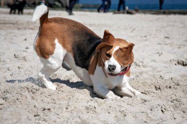 Köpek beagle deniz