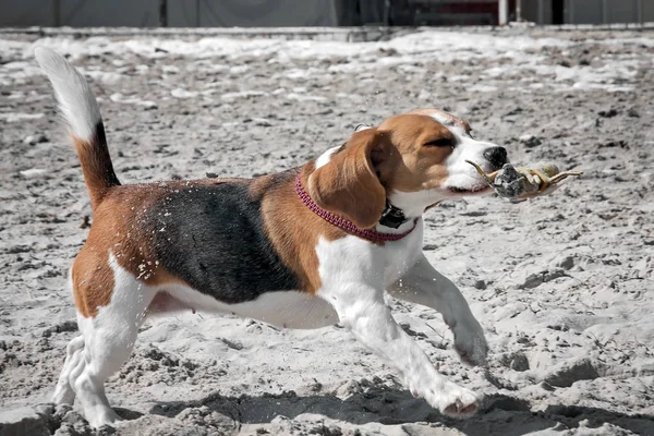 Laut anjing beagle — Stok Foto