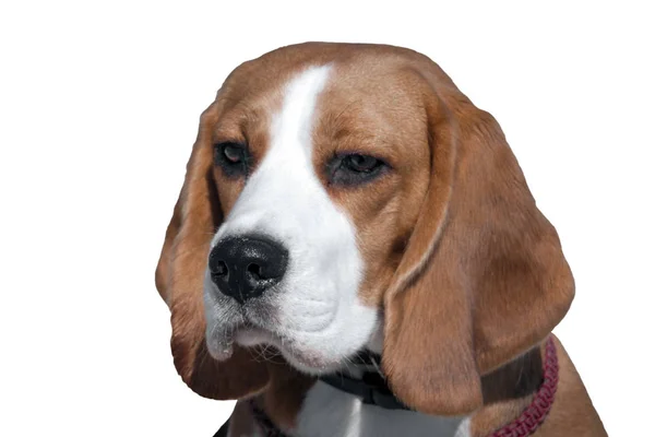 Retrato de un perro beagle — Foto de Stock