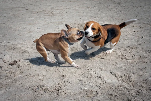 Seekor anjing beagle dan bulldog Perancis — Stok Foto