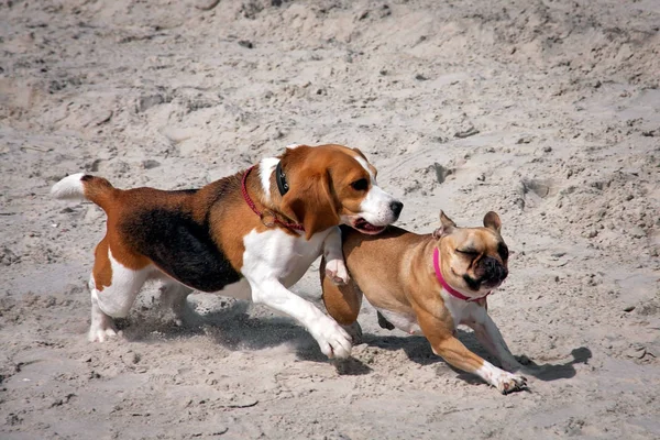 Seekor anjing beagle dan bulldog Perancis — Stok Foto