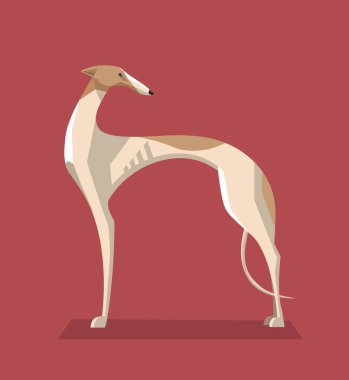 Greyhound köpek minimalist görüntü