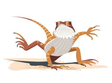 Kung Fu sakallı Ejder