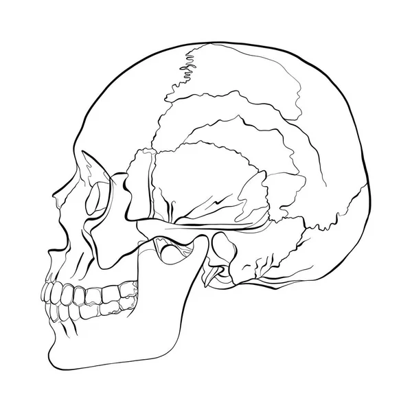 人間の頭蓋骨のベクトル イラスト — ストックベクタ