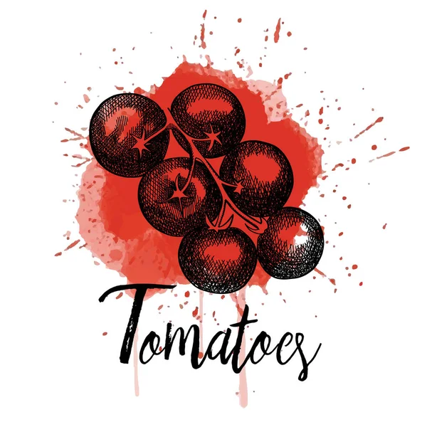 Vektorillustration, tomater. Hand dras grafik — Stock vektor