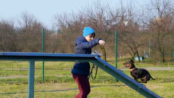 Відео-навчання собак такса в галузі підготовки кадрів. — стокове відео