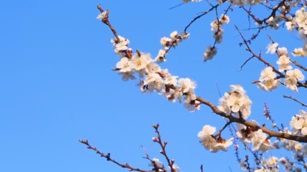 Fundo de primavera de uma árvore de damasco florescente — Vídeo de Stock