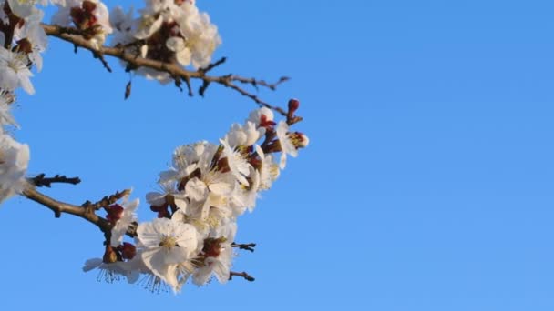 Fundo de primavera de uma árvore de damasco florescente — Vídeo de Stock