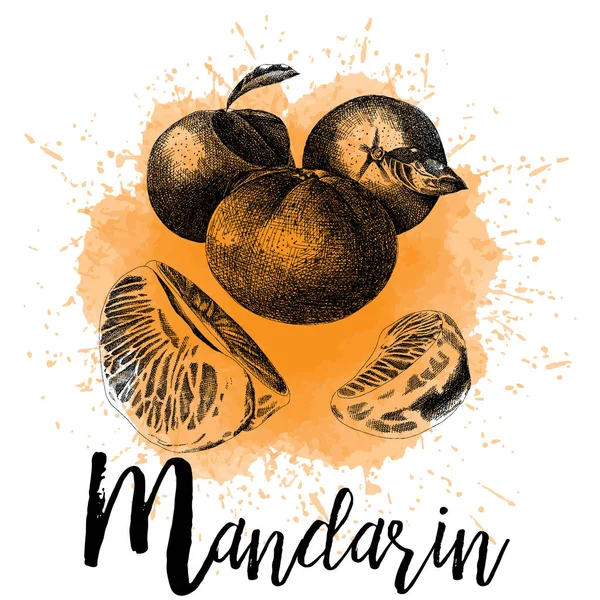 Vectorillustratie van mandarin in hand getrokken — Stockvector