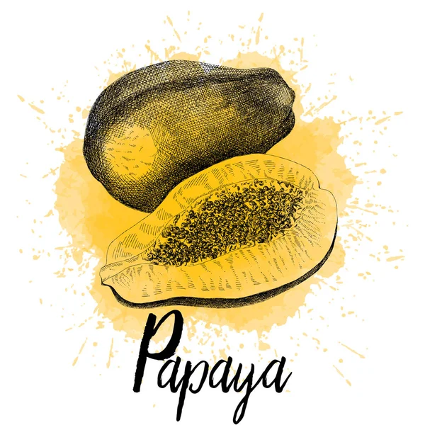 Vektorillustration von Papaya — Stockvektor