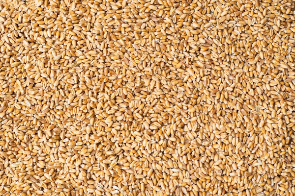 Upprepande sömlös korn textur bakgrund — Stockfoto