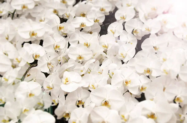 White orchids background — Stock Photo, Image