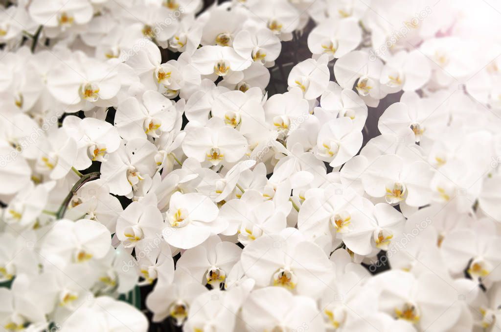 White orchids background — Stock Photo © April909 148345131