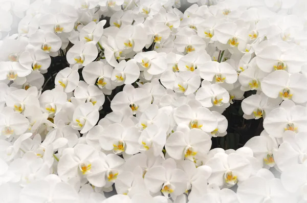 Orchidées blanches avec fond — Photo