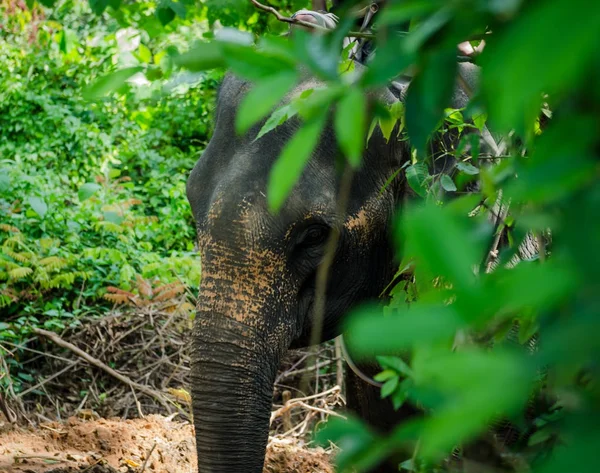 Tronc Éléphant Visage Dans Forêt Avec Touriste Phuket Thailand — Photo